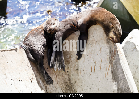 Robben in der Sonne am neuen Hafen von Hermanus, in der Nähe von Cape Town, Südafrika Stockfoto