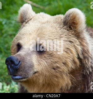 Braunbär - Ursus arctos Stockfoto