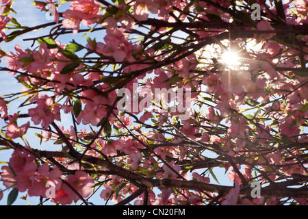 Kirschblüte im Sonnenlicht Stockfoto