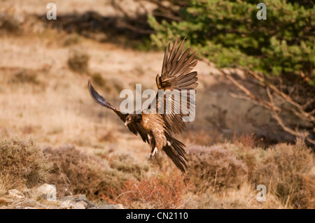 Unreife Lagermeier (sollten Barbatus) fliegen einen fressenden Vogel Futterstation, Spanien Stockfoto