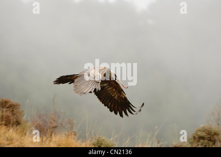 Unreife Lagermeier (sollten Barbatus) fliegen einen fressenden Vogel Futterstation, Spanien Stockfoto