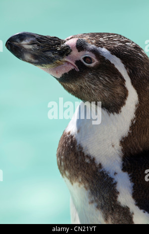 Humboldt-Pinguin - Spheniscus humboldti Stockfoto