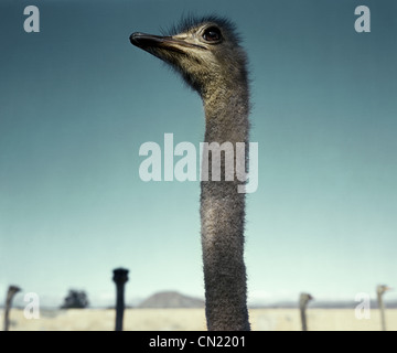 Strauß in der Wüste, Südafrika Stockfoto