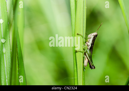 Heuschrecke Makro in grüner Natur oder im Garten Stockfoto