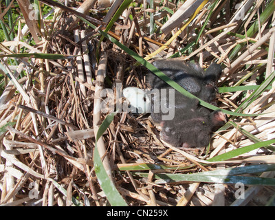 Kürzlich geschlüpften Küken Sichler (Plegadis Falcinellus) am Nest, Spanien Stockfoto