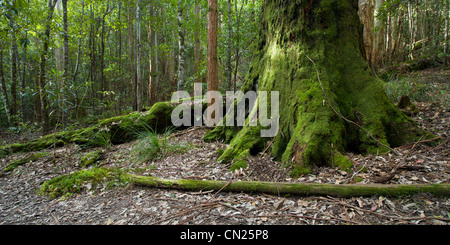 Barrington Tops, NSW. Stockfoto