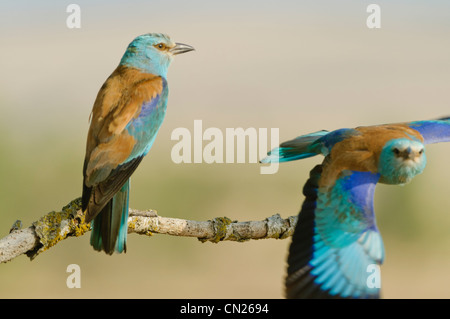 Paar der Europäischen Walzen (Coracias Garrulus) in der Nähe des Nestes, Spanien Stockfoto