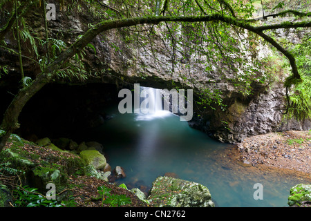 Natural Arch, Springbrook NP, QLD. Stockfoto