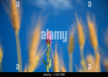 Blutweiderich Stockfoto
