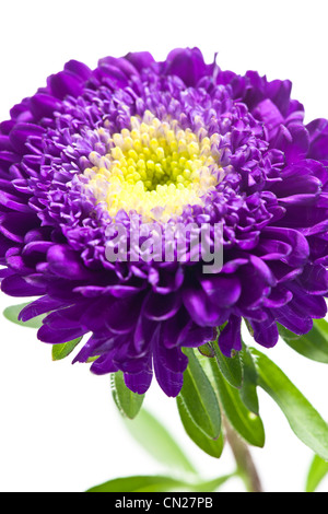 Blume auf weißem Hintergrund Stockfoto