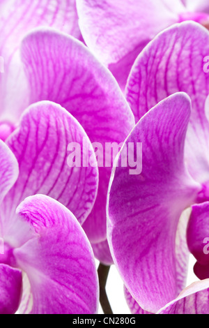 Blume auf weißem Hintergrund Stockfoto