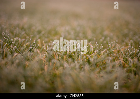 Frost auf Glas, Nahaufnahme Stockfoto