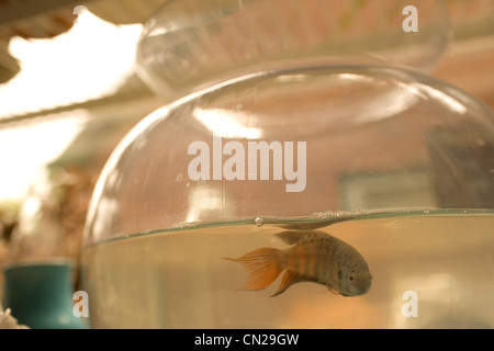 Fisch im Goldfischglas Stockfoto