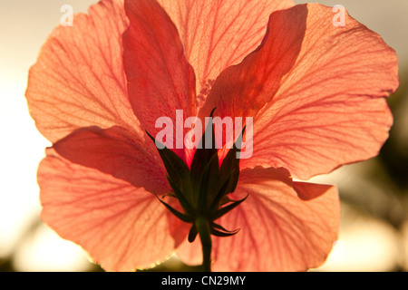 Hibiskus-Blume, Nahaufnahme Stockfoto