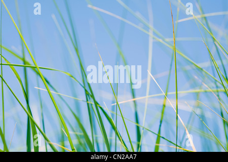 Meer Rasen, Cape Cod, Massachusetts, USA Stockfoto