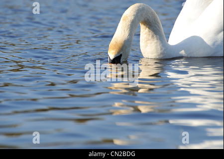 Schöner Schwan Schwimmen im Fluss und trinken Stockfoto