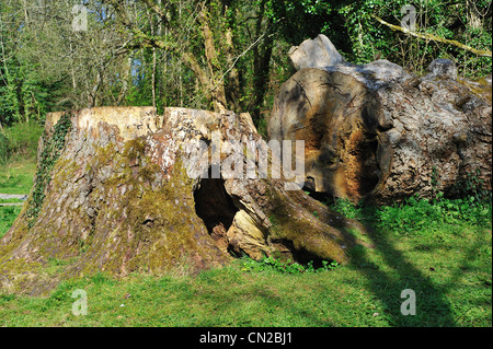 Der Stub moosbedeckten - alles, was bleibt von dem großen Baum im Wald Stockfoto