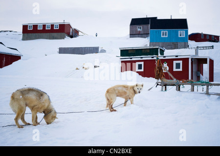 Kulusuk Dorf Szene mit Hunde, Ostküste, Grönland Stockfoto