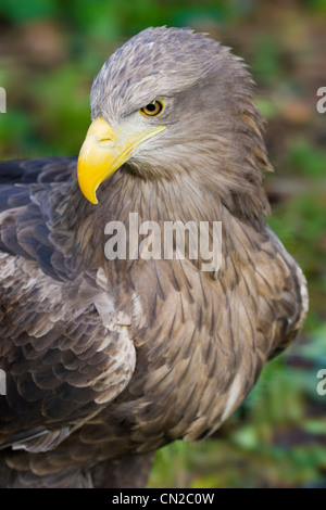 White-Tailed-Sea Eagle - Haliaeetus Horste - Porträt Stockfoto