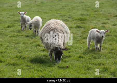 Ein Mutterschaf und ihre Lämmer in einem Feld in Nidderdale, Yorkshire Stockfoto