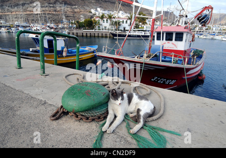 Puerto de Mogán, Katze schläft auf den Hafen Puerto de Mogan, Gran Canaria, Kanarische Inseln Stockfoto