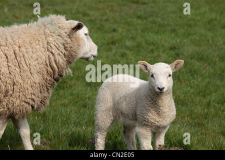 Ein Mutterschaf und ihr Lamm in einem Feld in Nidderdale, Yorkshire Stockfoto