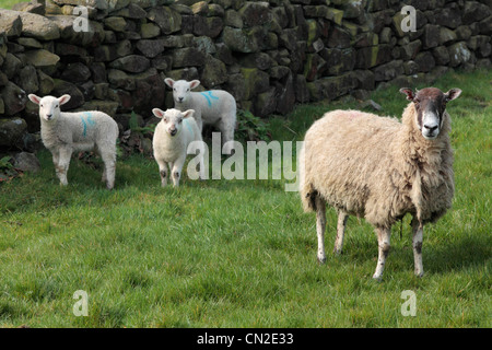 Ein Mutterschaf und ihre Lämmer in einem Feld in Nidderdale, Yorkshire Stockfoto