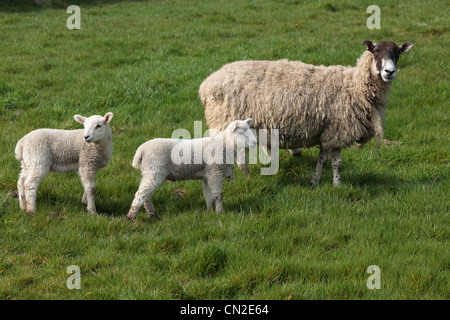 Ein Mutterschaf und ihre Lämmer in einem Feld in Nidderdale, Yorkshire Stockfoto