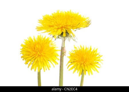 Frühling-Löwenzahn vor einem weißen Hintergrund Stockfoto