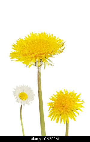 Frühling Löwenzahn und White Daisy vor einem weißen Hintergrund Stockfoto
