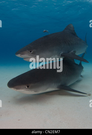 Zwei Tiger Haie schwimmen zusammen Stockfoto