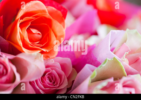 Rosa Rosen in Seidenpapier gewickelt. Stockfoto