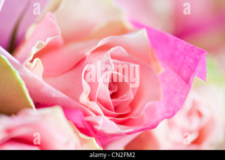 Rosa Rosen in Seidenpapier gewickelt. Stockfoto