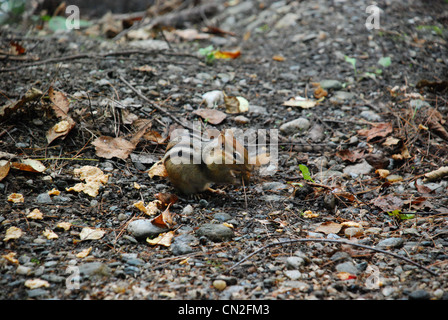 Streifenhörnchen Essen Stockfoto