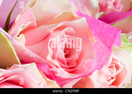 Rosa Rosen in Seidenpapier gewickelt. Stockfoto