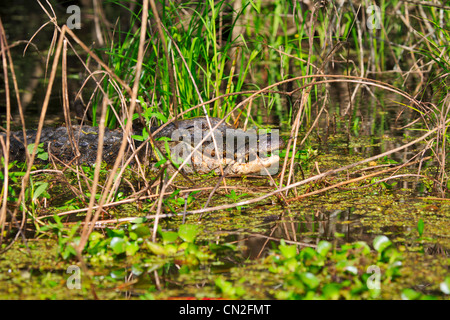 Weibliche Krokodil, Alligator Mississippiensis. Weiblichen Alligator lauert in den Gräsern in Lake Martin, Louisiana Stockfoto