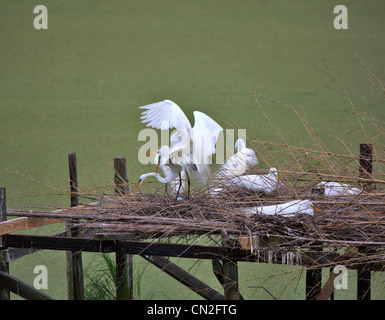 Großer Egret Pair bei der Rookery, Bird City Jungle Gardens, Avery Island, Louisiana. Stockfoto