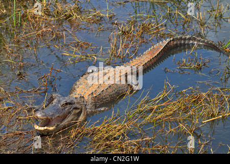 Amerikanisches Krokodil, Alligator Mississippiensis, mit offenem Kiefer und Zähne zeigen an Sabine National Wildlife Refuge, Louisiana Stockfoto