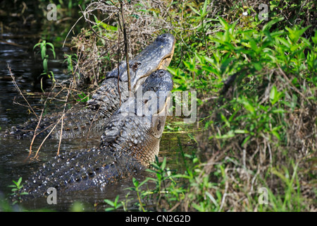 Amerikanischen Alligatoren Alligator Mississippiensis. Zwei große Alligatoren in der Paarungszeit Brazos Bend State Park, Texas. Stockfoto