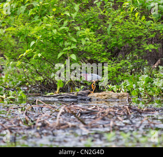 Grün Reiher, Butorides Virescens. Kleiner Reiher mit Kastanien Hals. Stockfoto