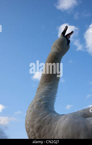 Höckerschwan (Cygnus Olor) den Hals trocken schütteln, nachdem er unter Wasser Stockfoto