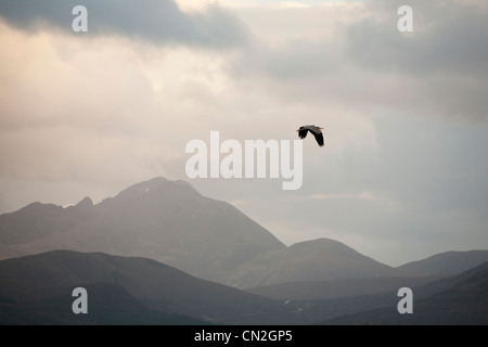 Ein Graureiher, überfliegen Raasay mit Skye-Bergen im Hintergrund, Schottland, Großbritannien. Stockfoto