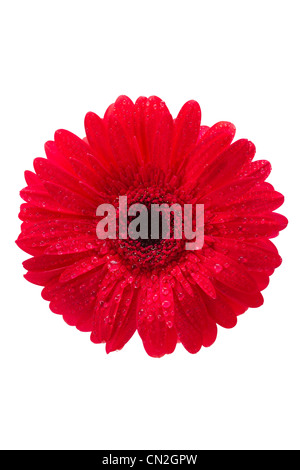 Gerber, rote Gerbera Daisy, Ansicht von oben, isoliert auf weiss Stockfoto