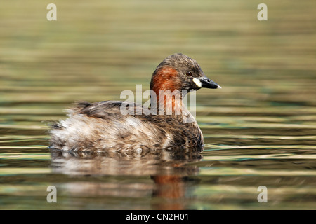 Wenig Grebe, Tachybaptus Ruficollis, einziger Vogel auf dem Wasser, Warwickshire, März 2012 Stockfoto