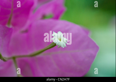 Rosa Bougainvillea weiß Blume Stockfoto