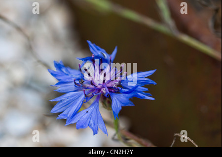 Centaurea cyanus Stockfoto