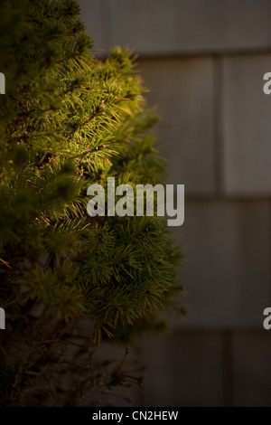 Sonnendurchflutetes Baum, Nahaufnahme Stockfoto