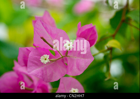 Bougainvillea mit üppigen grünen Hintergrund Stockfoto