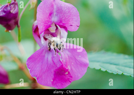 Honey Bee Pollen auf Drüsige Springkraut abgedeckt Stockfoto