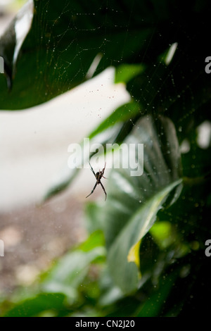 Spinne im Netz, Nahaufnahme Stockfoto